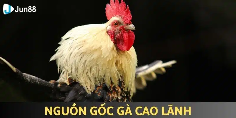 Gà Cao Lãnh - Tìm Hiểu Đặc Điểm Về Giống Chiến Kê Nổi Tiếng