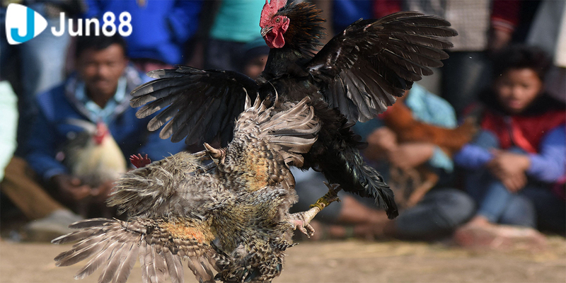 Gà Cao Lãnh trong đá gà miền Tây là gì