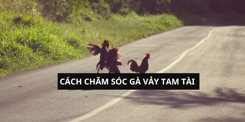 cach-cham-soc-vay-ga-tam-tai