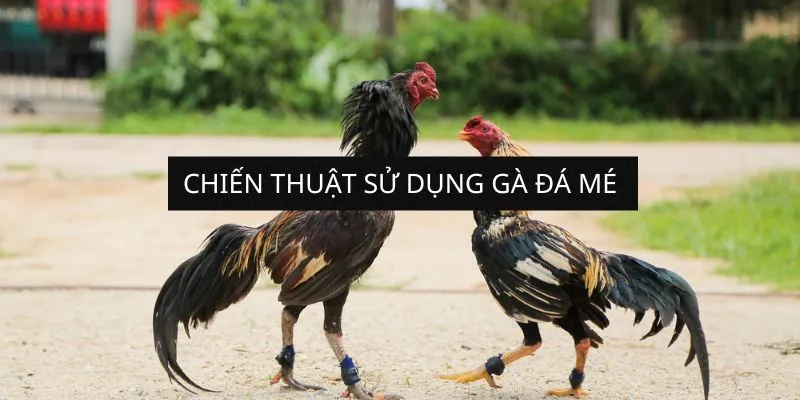 chien-thuat-su-dung-ga-da-me