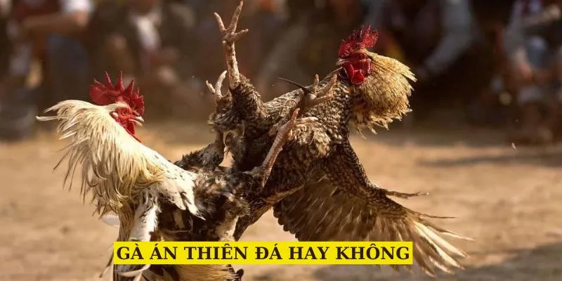 ga-an-thien-da-hay-khong