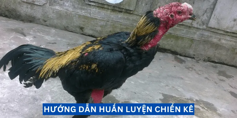 huan-luyen-chien-ke