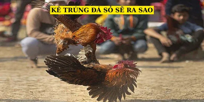 ke-trung-da-so-se-ra-sao