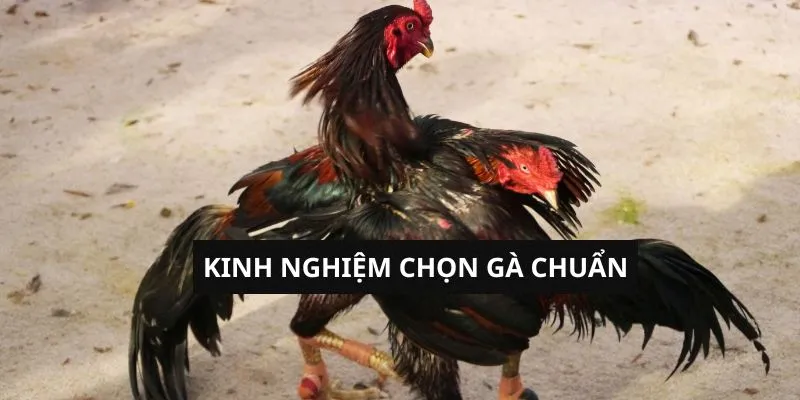 kinh-nghiem-chon-ga-chuan