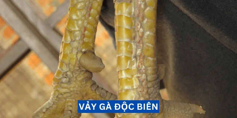 vay-ga-doc-bien