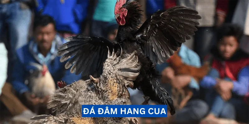 da-dam-hang-cua