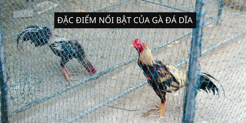 dac-diem-noi-bat-cua-ga-da-dia