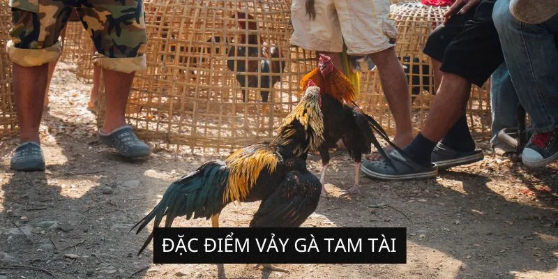 dac-diem-vay-ga-tam-tai