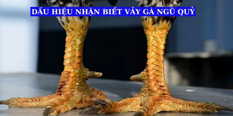 dau-hieu-nhan-biet-vay-ga-ngu-quy