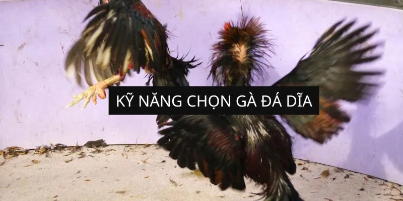 ky-nang-chon-ga-da-dia